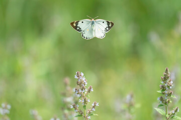 ネペタ ヌーダの花と白い蝶