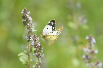 ネペタ ヌーダの花と白い蝶