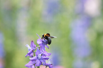 デルフィニウムの花と集密するクマバチ