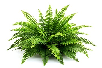 green fern plant isolated on white background 