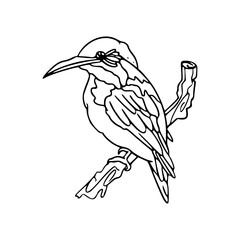 kingfisher bird line art illustration