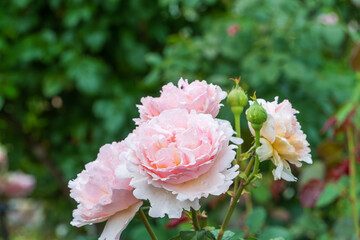 雨上がりに咲く薄紅色の薔薇の花
