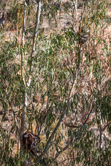 Koala mother and baby resting and climbing in eucalyptus tree branches