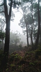  A view of a misty forest or shady trees