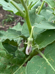 young eggplant on a tree in the garden
