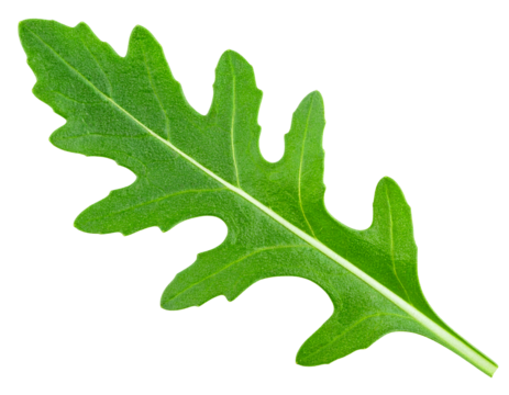 Single Green Arugula Leaf Isolated with Transparent Background Showing Detailed Veins and Texture