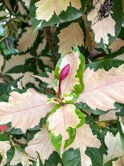 Obraz premium green Graptophyllum pictum leaves in the forest