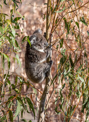 Young koala climbing eucalyptus tree while feeding on leaves in the wild