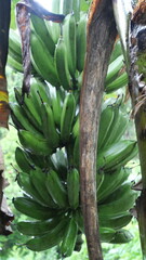 A banana bunch hangs from the stem, showcasing tropical abundance and natural fruit growth process.