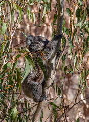 Young koala climbing eucalyptus tree while feeding on leaves in the wild