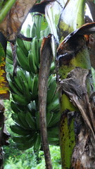 A banana bunch hangs from the stem, showcasing tropical abundance and natural fruit growth process.