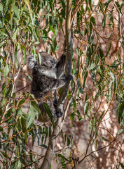 Young koala climbing eucalyptus tree while feeding on leaves in the wild