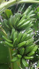A banana bunch hangs from the stem, showcasing tropical abundance and natural fruit growth process.