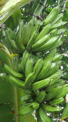 A banana bunch hangs from the stem, showcasing tropical abundance and natural fruit growth process.