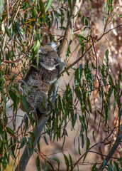 Young koala climbing eucalyptus tree while feeding on leaves in the wild