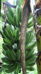 A banana bunch hangs from the stem, showcasing tropical abundance and natural fruit growth process.