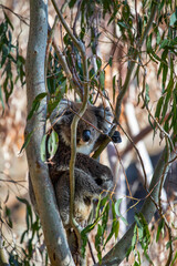 Young koala climbing eucalyptus tree while feeding on leaves in the wild