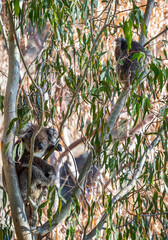 Koala mother and baby resting and climbing in eucalyptus tree branches