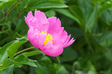 鮮やかなピンク色に咲く芍薬の花（5月）