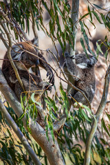 Koala mother and baby resting and climbing in eucalyptus tree branches