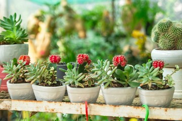 Assortment of Potted Succulents with Grafted Moon Cactuses Displayed on Shelves in Garden.