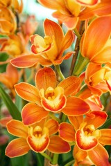 Exotic Orange Cymbidium Orchid Blooms A Symphony of Color and Grace in Floral Still Life.