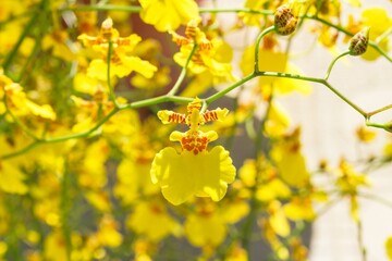 Delicate Yellow Oncidium Orchid Blooms A Vibrant Display of Beauty of Nature and Elegance.