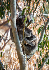 Fototapeta premium Koala mother and baby resting and climbing in eucalyptus tree branches