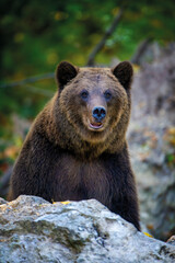 Brown bear on branch in summer forest. Animal in nature habitat. Wildlife scene
