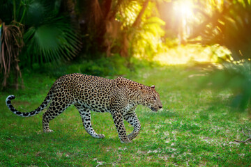 Wild leopard gracefully walks through a lush green forest during sunset hours