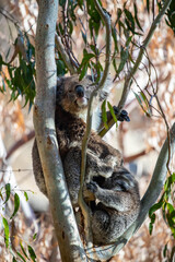 Koala mother and baby resting and climbing in eucalyptus tree branches