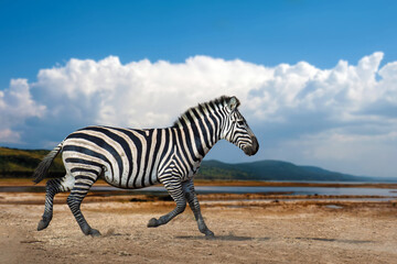 Zebra running in the savannah on white clouds background, National park of Kenya