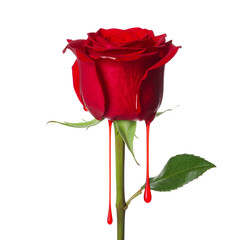Single Red Rose with Blood-like Dripping Effect Isolated on Transparent Background