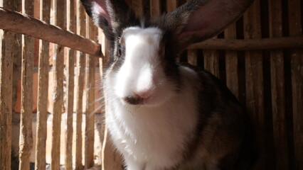 Rabbits are gentle, furry animals known for their long ears, quick movements, and playful nature.