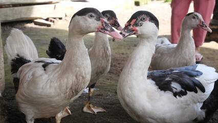 Muscovy duck is a large, quiet waterfowl known for its unique appearance and behavior.