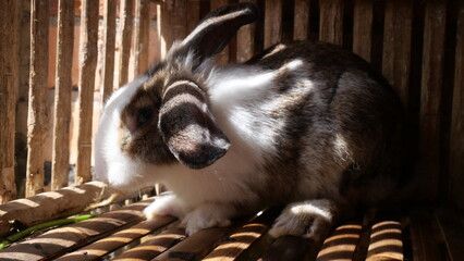 Rabbits are gentle, furry animals known for their long ears, quick movements, and playful nature.