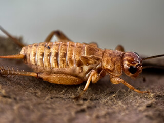 Close up of house cricket (Acheta domesticus), macro shot of cricket perched on trees
