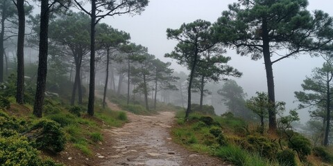 Fototapeta premium A misty morning walk through a pine forest, where the towering trees fade into the fog