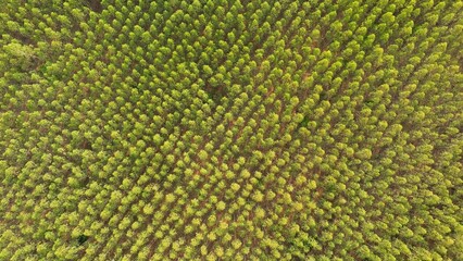 Behold the eucalyptus forest from above, a lush expanse of emerald hues stretching endlessly, each tree standing tall and proud, their foliage shimmering in the sunlight, a symphony of green.
