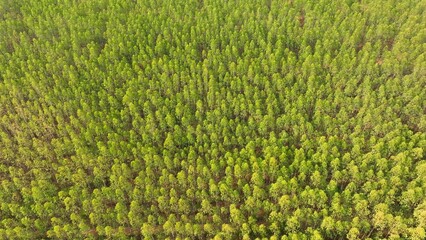 The eucalyptus forest sprawls beneath, a verdant sea of fast-growing giants, their vibrant green canopy dominating the landscape, a testament to nature's resilience and bounty.
