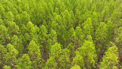 A vibrant expanse of eucalyptus woodland stretches endlessly below, a tapestry of lush green hues. Towering trees stand proud, their foliage creating a mesmerizing mosaic of nature's splendor.
