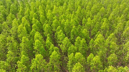 From above, an expanse of eucalyptus spreads like a green carpet, each tree a sentinel of the...