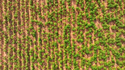 Amidst the vast expanse, tapioca plants stand tall in regimented rows, their verdant foliage swaying gently in the breeze, promising a bountiful yield of the prized starchy tubers.
