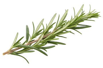 Fototapeta premium Transparent PNG of Fresh Rosemary Sprig Isolated on White