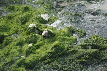 Green algae carpets rocky shore by calm waters