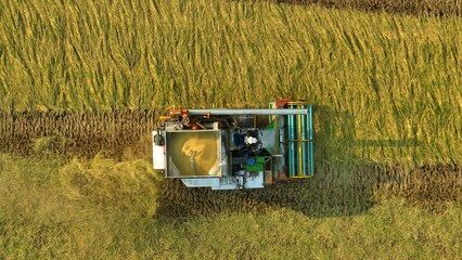 The alternating stripes of harvested and unharvested crops create a natural tapestry, showcasing...
