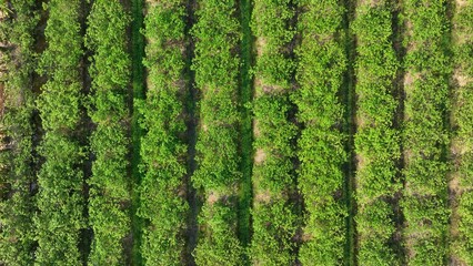 A drone provides a high-tech aerial perspective of crop rows, highlighting the meticulous...