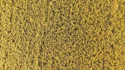 From the drone’s perspective, the thriving rice field represents the harmony between nature and agriculture, where the crops flourish in a balanced ecosystem.
