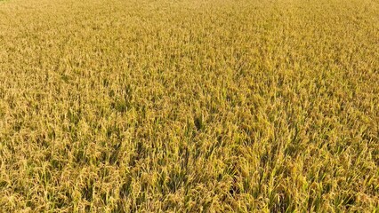 The lush, expansive rice field, captured from above, offers a beautiful view of the rural...