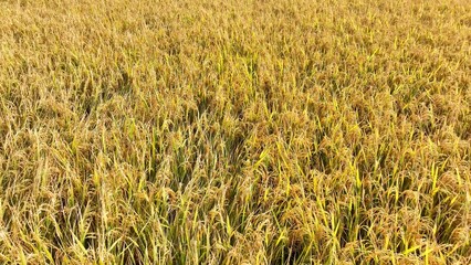 The drone captures an overhead view of ripening rice plants, their golden grains swaying in the breeze, signaling the peak of the growing season and the approach of harvest.
